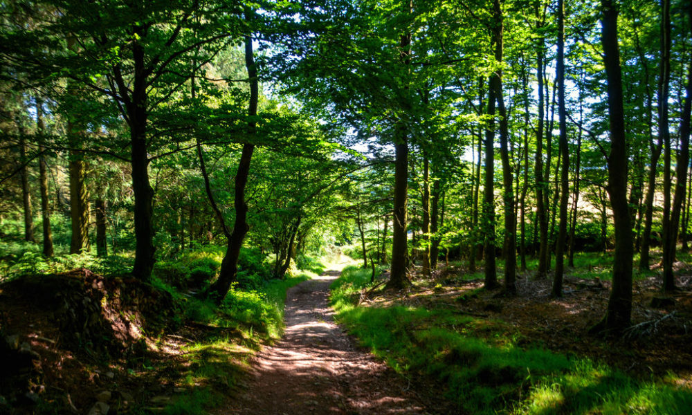 West Somerset: Monkham Wood