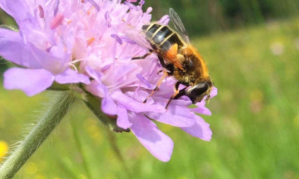 Bees