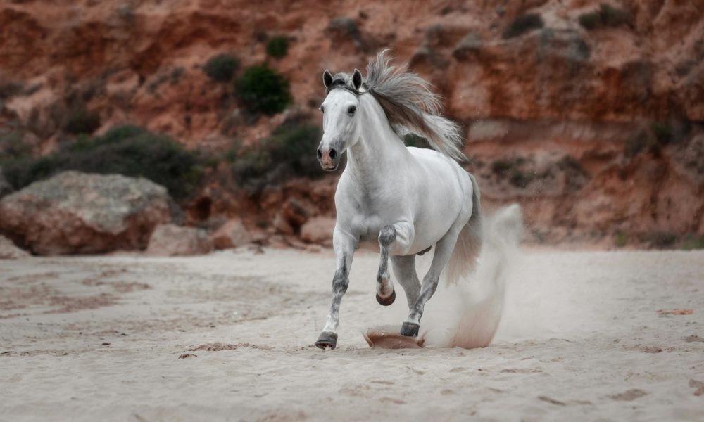 horses