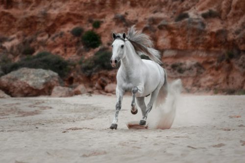 horses