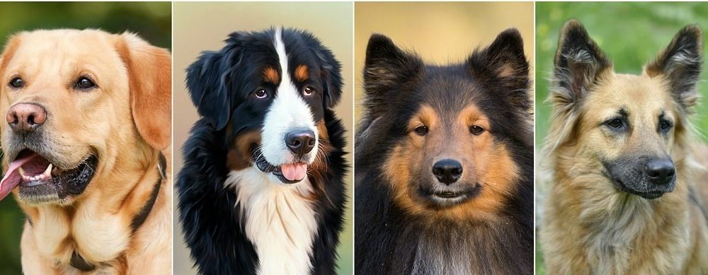 Dogs, man's best friend