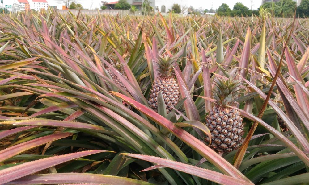Pineapple