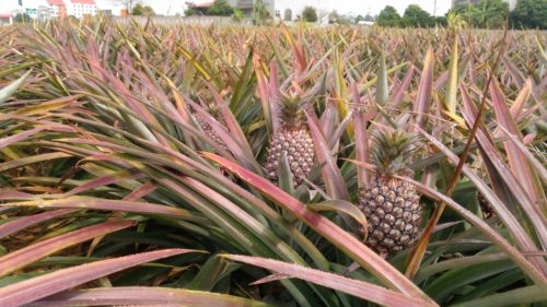 Pineapple